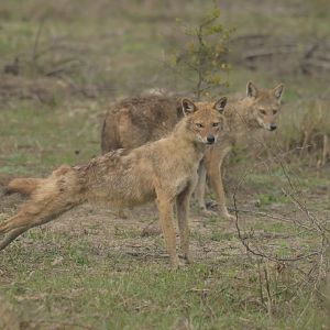 Golden jackal Canis aureus