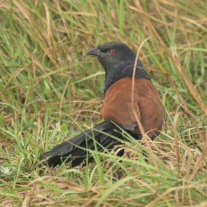 Greater coucal Centropus sinensis