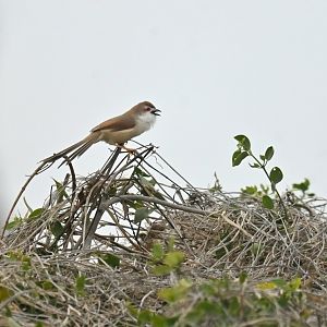 Yellow-eyed babbler Chrysomma sinense
