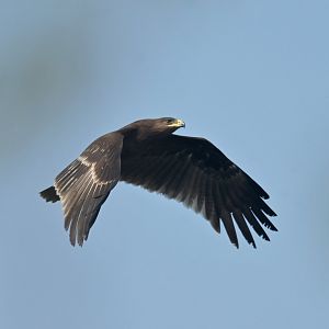 Indian Spotted Eagle Clanga hastata
