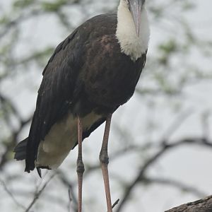 Asian Woolly-necked Stork Ciconia episcopus