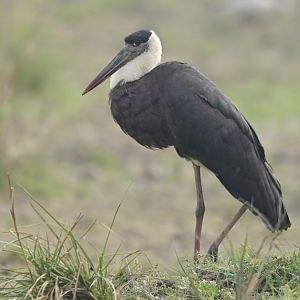 Asian Woolly-necked Stork Ciconia episcopus