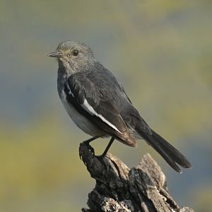 Oriental Magpie-Robin Copsychus saularis