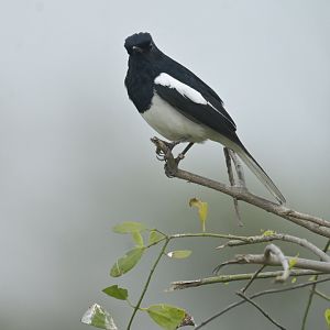 Oriental Magpie-Robin Copsychus saularis
