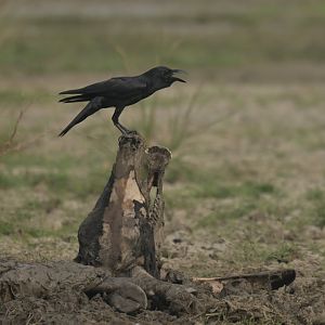 Large-billed Crow Corvus macrorhynchos