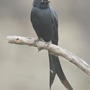 Black Drongo Dicrurus macrocercus