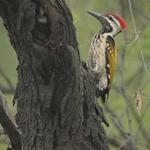 Black-rumped Flameback Dinopium benghalense