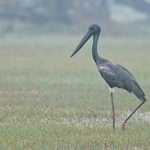 Black-necked Stork Ephippiorhynchus asiaticus