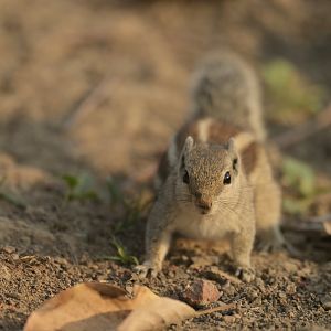 Northern palm squirrel (Funambulus pennantii)