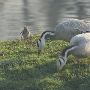 Common Snipe Gallinago gallinago