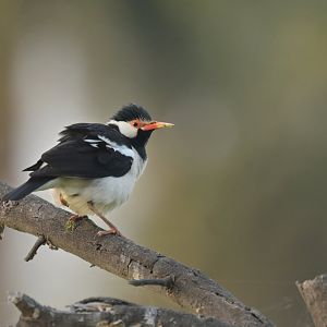 Indian Pied Myna Gracupica contra