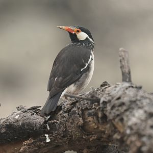 Indian Pied Myna Gracupica contra