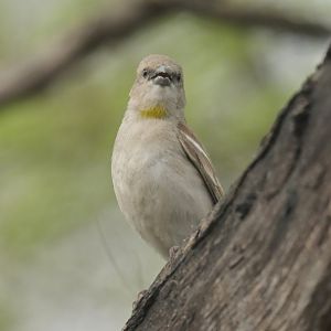 Chestnut-shouldered Petronia Gymnoris xanthocollis