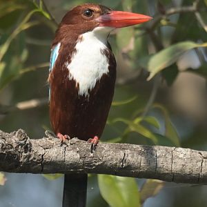 White-throated Kingfisher Halcyon smyrnensis
