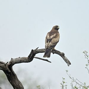 Booted Eagle Hieraaetus pennatus