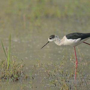 Black-winged Stilt Himantopus himantopus