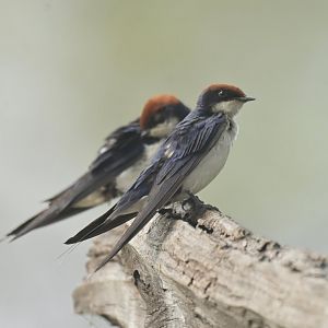 Wire-tailed Swallow Hirundo smithii