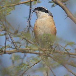 Bay-backed Shrike Lanius vittatus