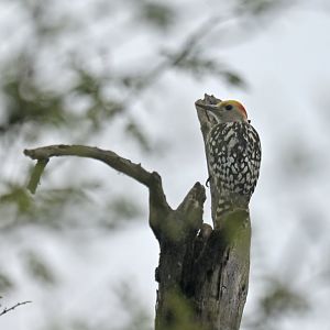 Yellow-crowned Woodpecker Leiopicus mahrattensis