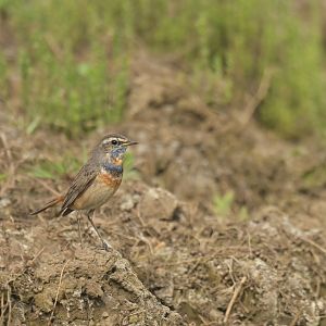 Bluethroat Luscinia svecica