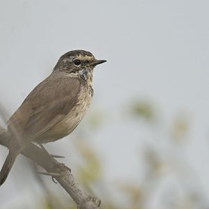 Bluethroat Luscinia svecica