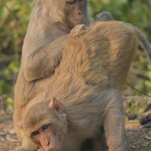 Rhesus macaque Macaca mulatta