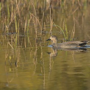 Gadwall Mareca strepera