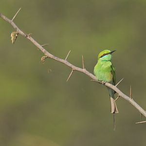 Asian Green Bee-eater Merops orientalis
