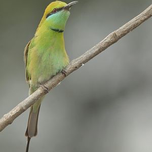 Asian Green Bee-eater Merops orientalis