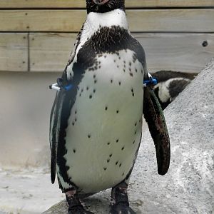 Humboldt Penguin (Spheniscus humboldti) August 2, 2025