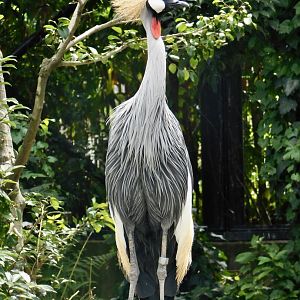 Grey crowned crane (Balearica regulorum) August 2, 2025