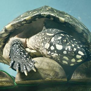 Spotted Pond Turtle (Geoclemys hamiltonii) August 2, 2025