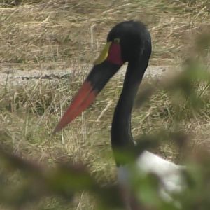 Saddle billed stork