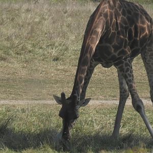 Giraffe eating grass