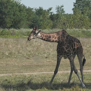 Giraffe eating grass