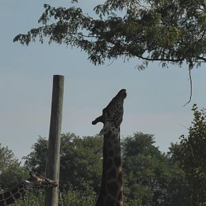 Giraffe looks up in a tree for leaves to eat