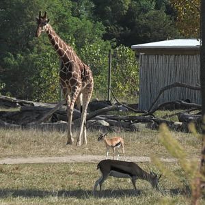 Giraffe and Thomson's gazelle walking together
