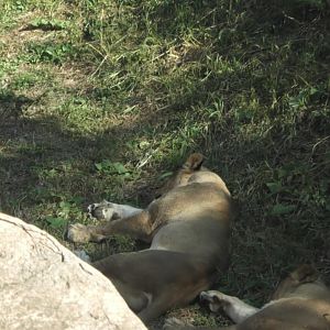 Lions sleeping