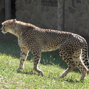 Cheetah