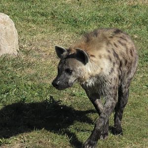 Spotted hyena