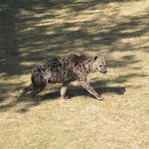 Spotted hyena runs away