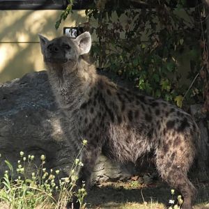 Spotted hyena looks up in the sky