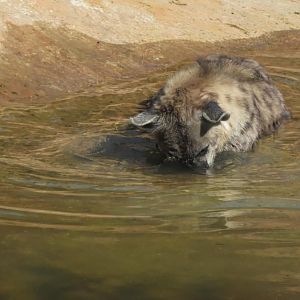 Spotted hyena with face in water