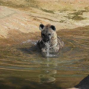 Spotted hyena in the water