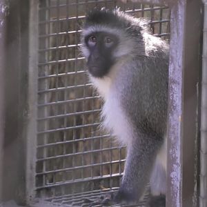 Vervet monkey