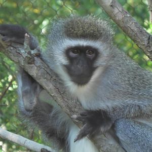 Vervet monkey in a tree