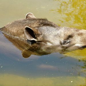 Brazilian Tapir (Tapirus terrestris) August 4, 2025