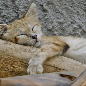 Sand Cat (Felis margarita) August 4, 2025