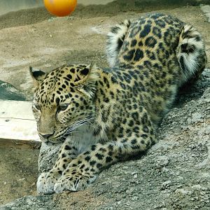 Amur Leopard (Panthera pardus orientalis) August 7, 2025