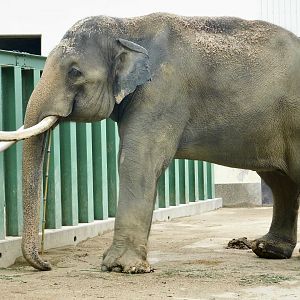 Asian Elephant (Elephas maximus) August 7, 2025